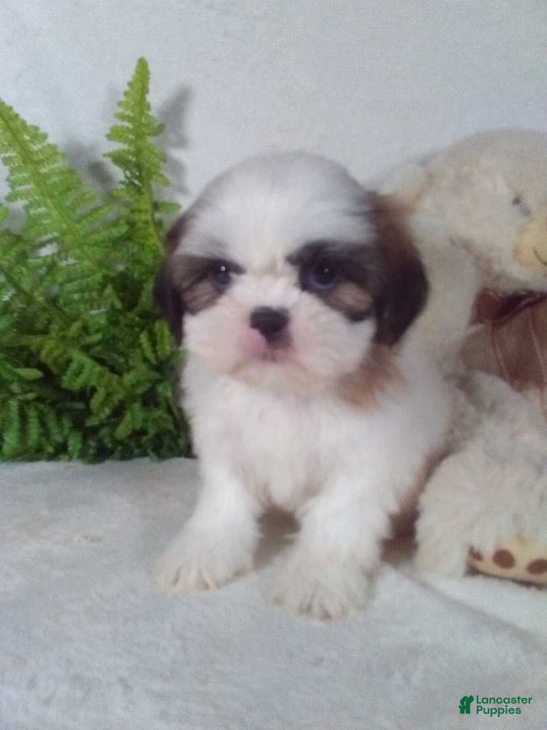 Shih Tzu dogs for sale: Cody - Ad 5