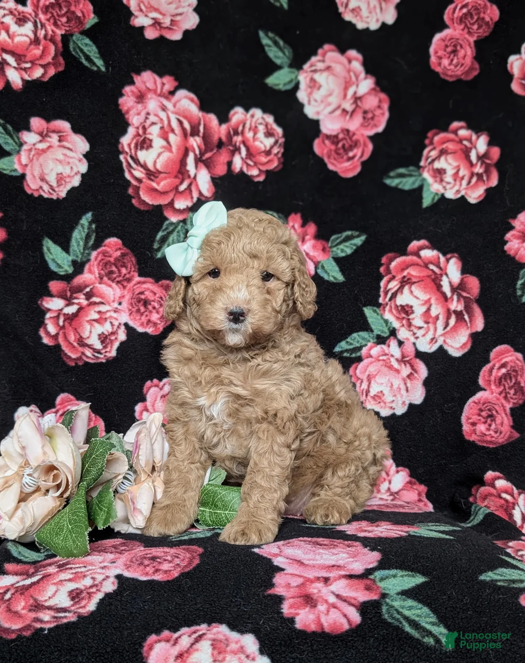 Miniature Poodle dogs for sale: Katy - Ad 2