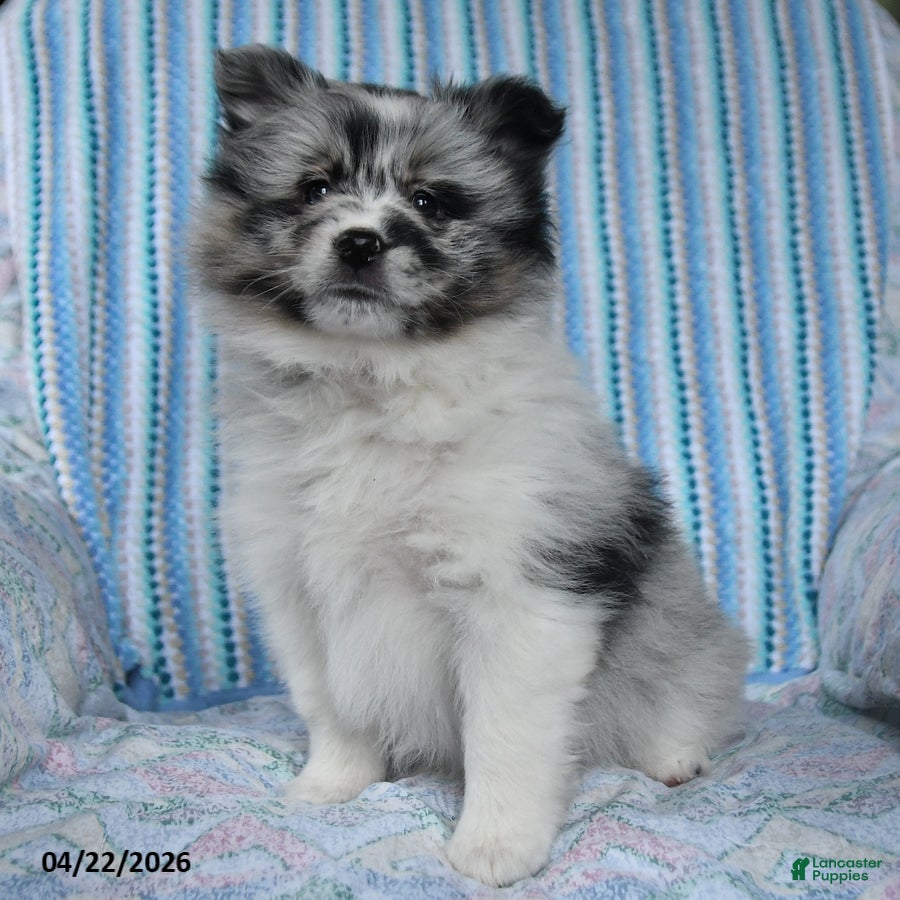 Pomsky dogs Teddy - Ad 2