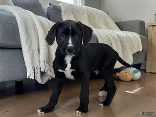 Boxer dogs Baxter - Ad 39