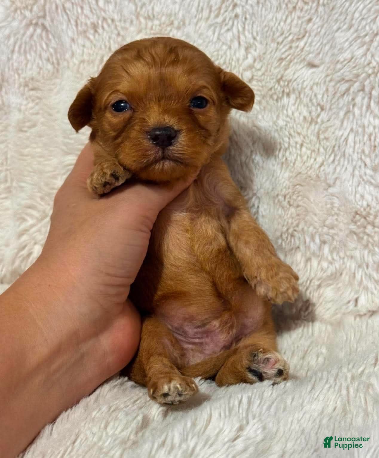 Cavapoo dogs Amigo - Ad 35