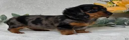 Miniature Dachshund dogs for sale: Posie - Ad 8