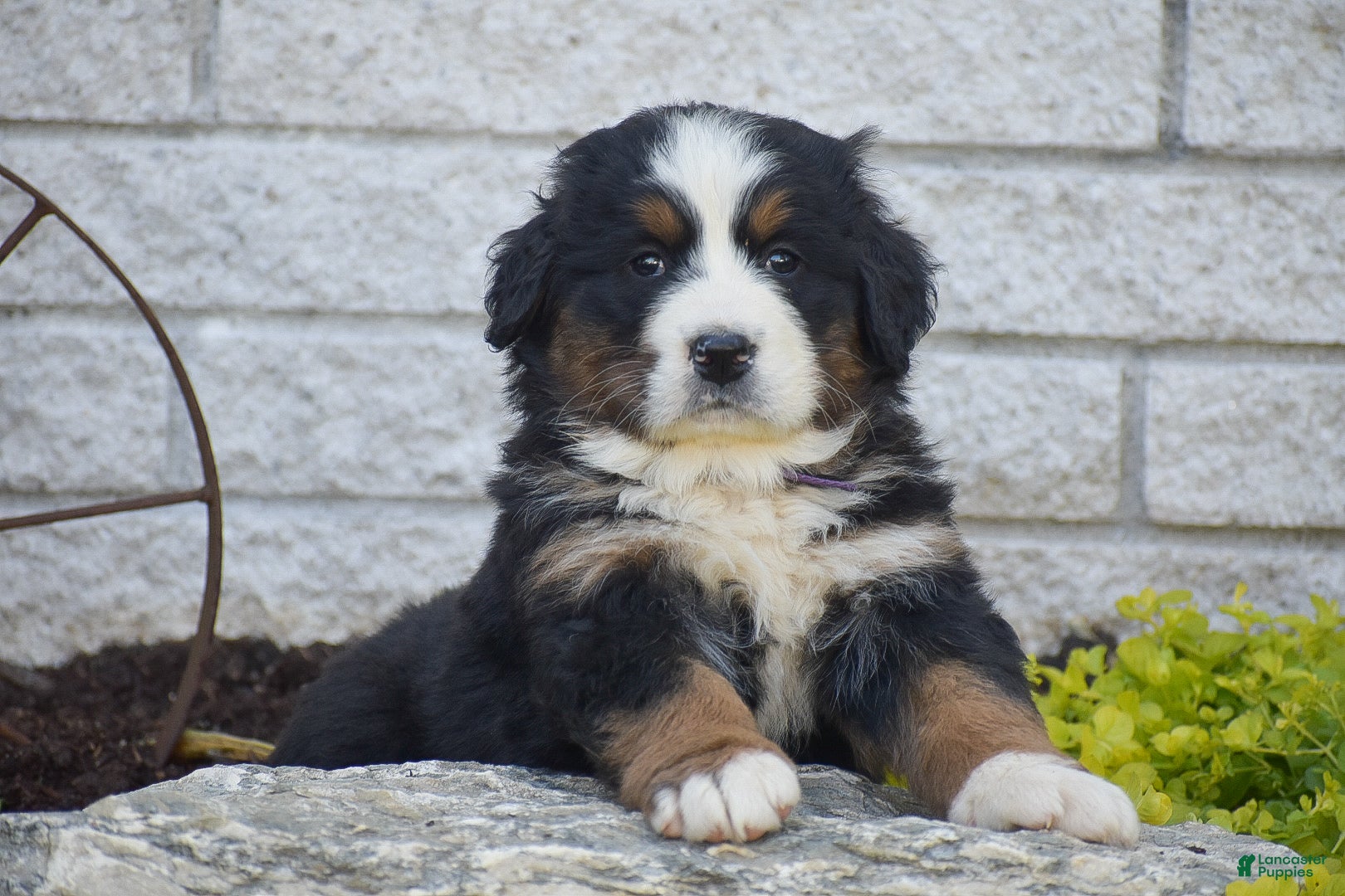 Bernese Mountain Dog dogs for sale: Stella - Ad 2