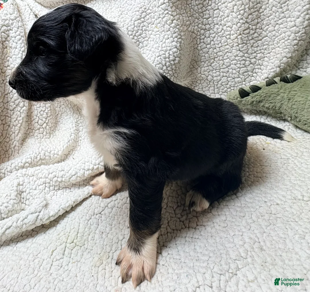 Australian Shepherd dogs for sale: Australian Shepherd Puppy 2 - Ad 2