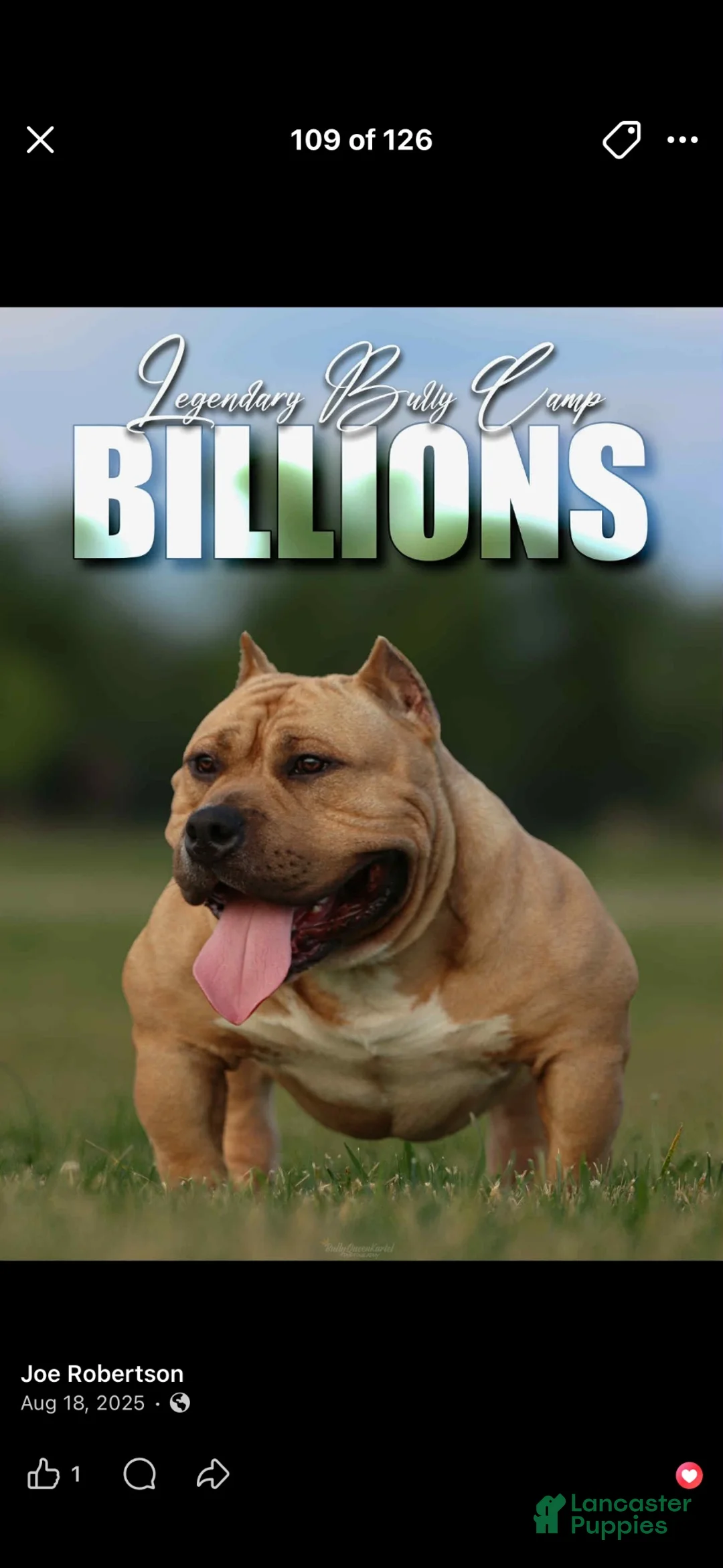 American Bully dogs for sale: Silvia  - Ad 5
