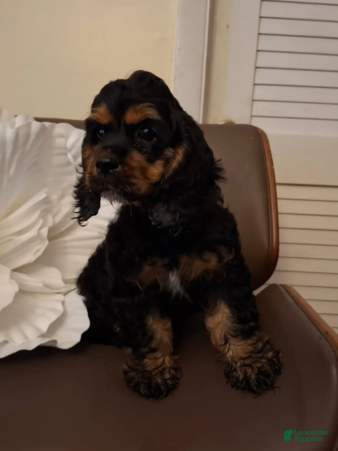 Cocker Spaniel dogs for sale: Cocker Spaniel 1 - Ad 2