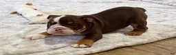 English Bulldog dogs for sale: Hershey - Ad 3