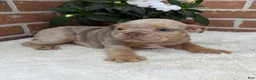 English Bulldog dogs for sale: Sophie - Ad 4