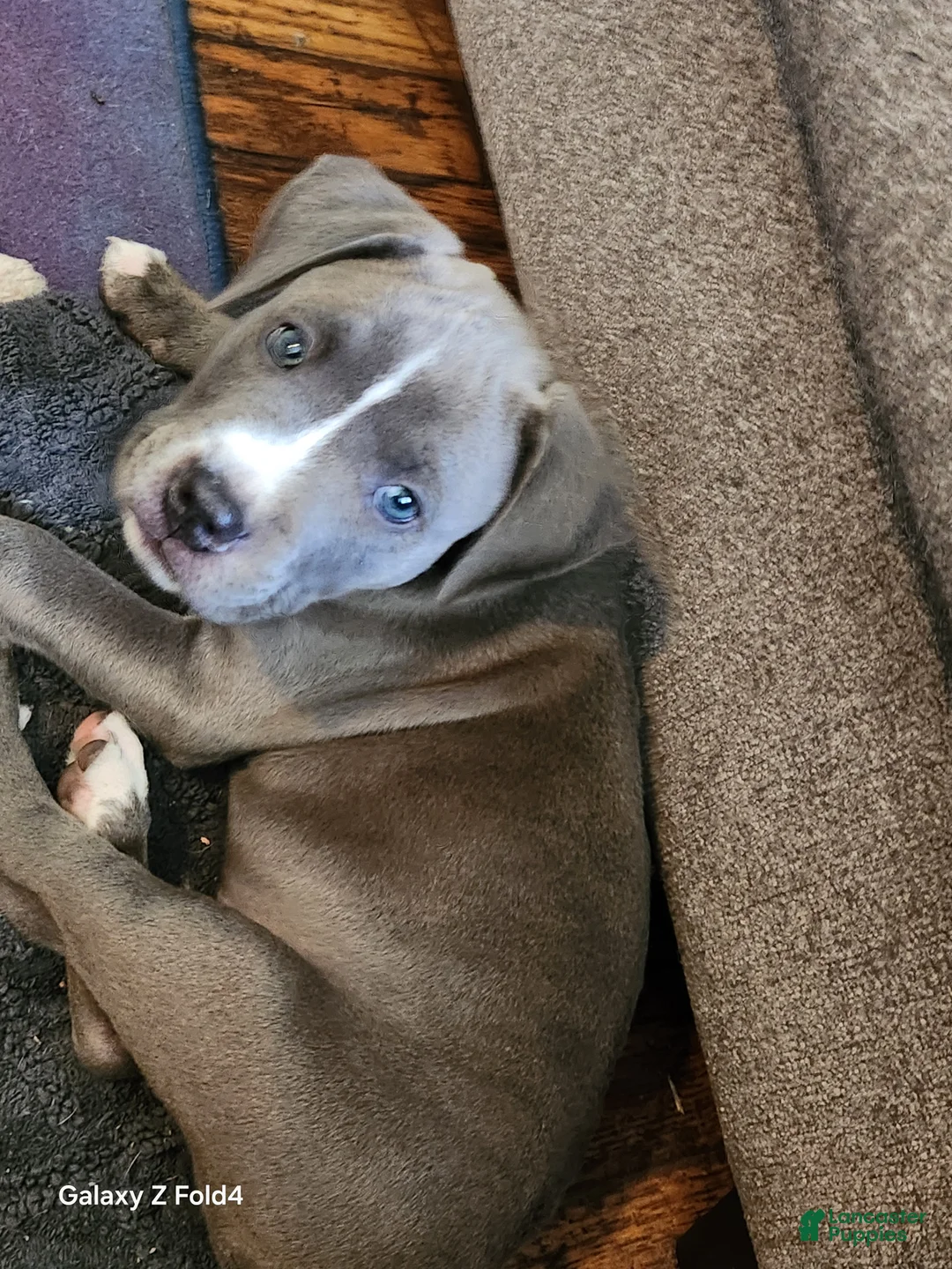 Mixed Breed dogs for sale: Mixed Breed Puppy 3 - Ad 2