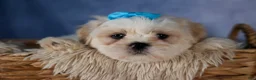 Shih Tzu dogs for sale: GUNNER - Ad 9