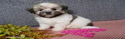 Havanese dogs for sale: Macey - Ad 6