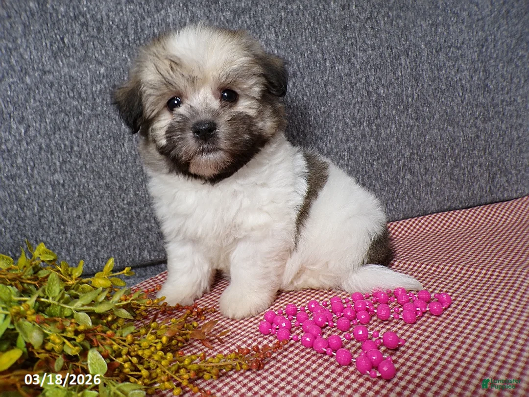 Havanese dogs for sale: Macey - Ad 6