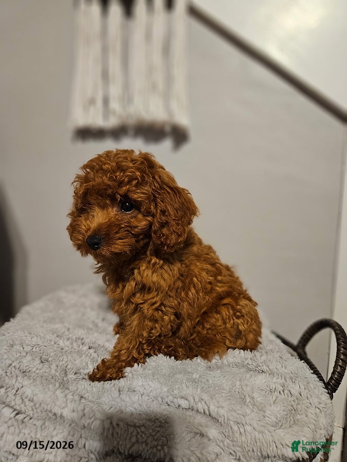 Cockapoo dogs Cooper - Ad 2
