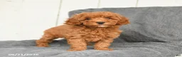 Toy Poodle dogs for sale: London - Ad 3