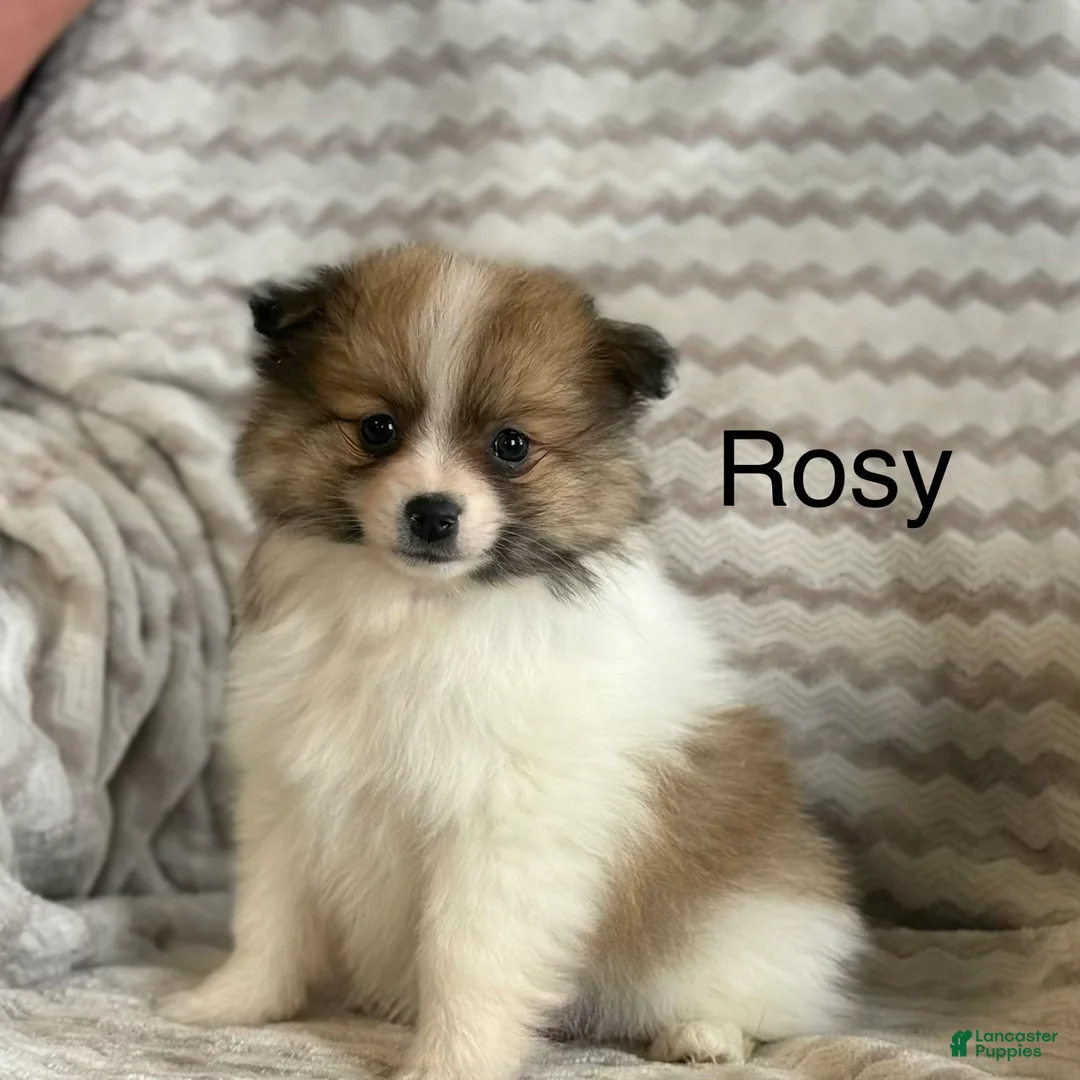 Pomeranian dogs for sale: Rosy - Ad 1