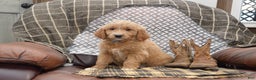 Goldendoodle dogs for sale: Reese - Ad 3