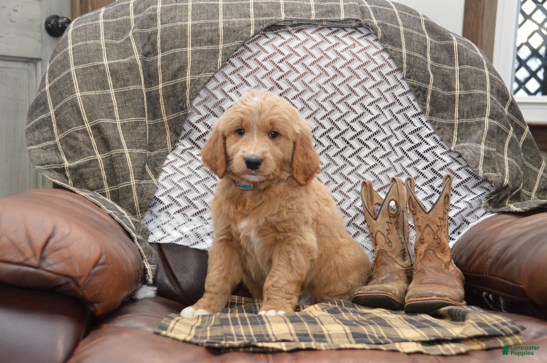 Goldendoodle dogs for sale: Reese - Ad 3