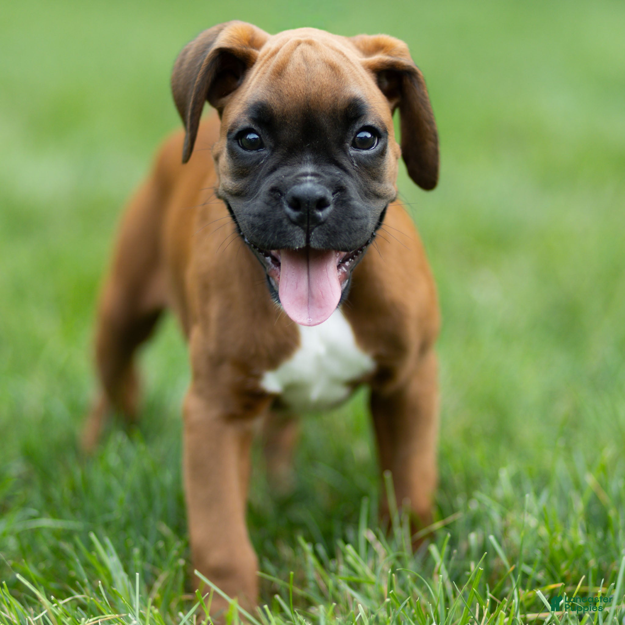 Boxer dogs Neva Boxer  - Ad 1