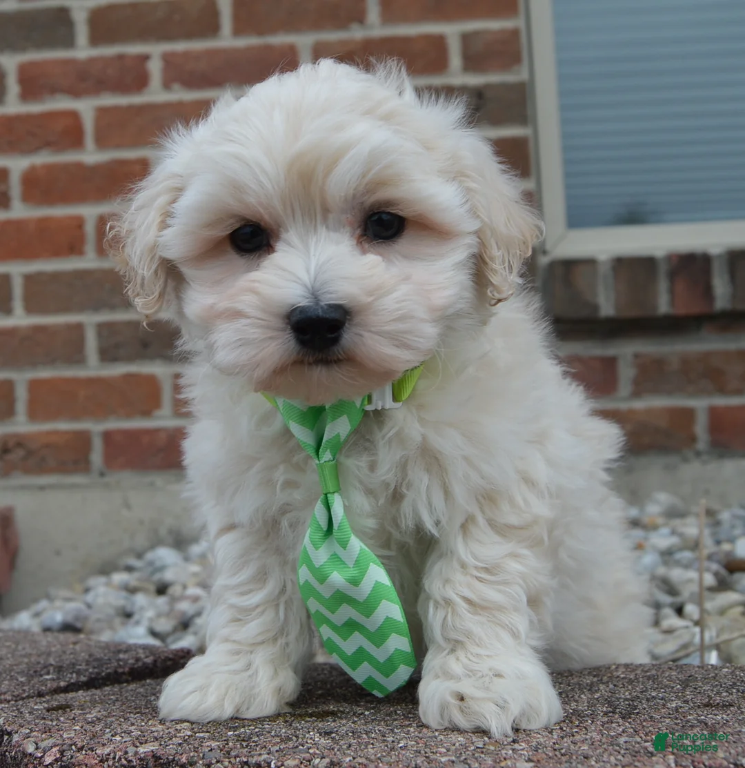 Maltipoo dogs for sale: Milo - Ad 9