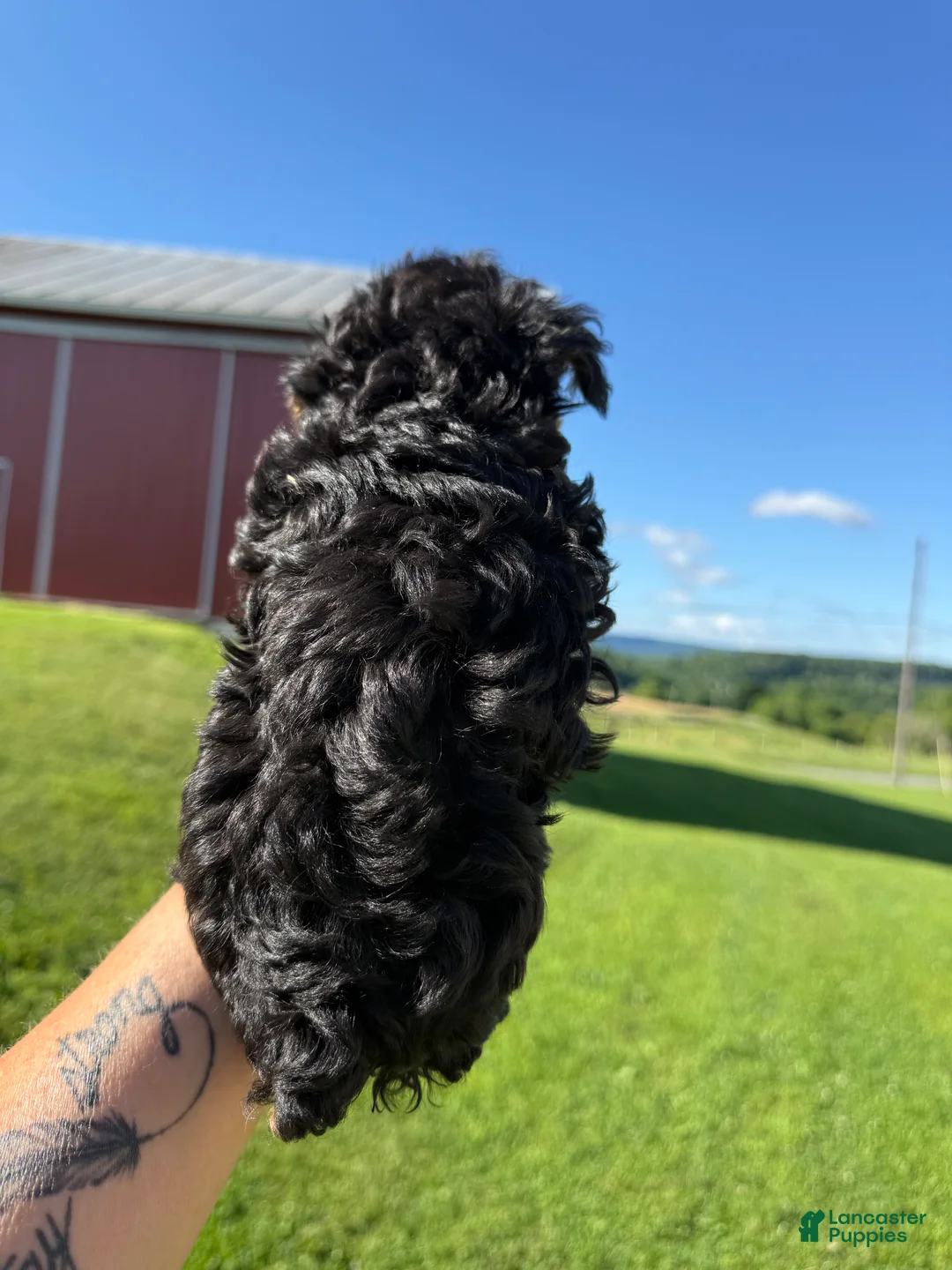 Yorkiepoo dogs for sale: Levi - Ad 2