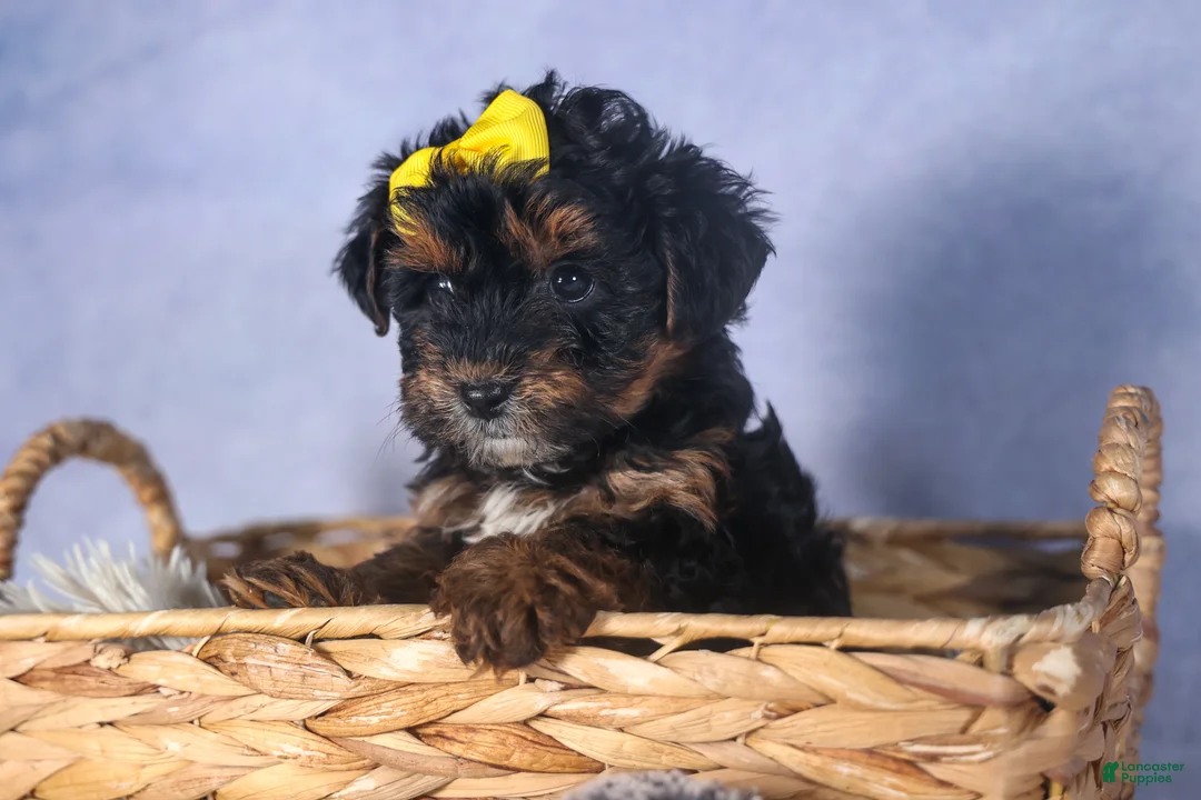 Yorkiepoo dogs for sale: JUDY - Ad 7