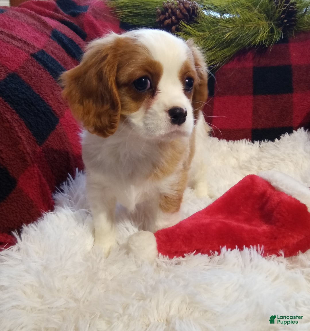 Cavalier King Charles Spaniel dogs for sale: Macy - Ad 5