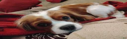 Cavalier King Charles Spaniel dogs for sale: Nugut - Ad 12