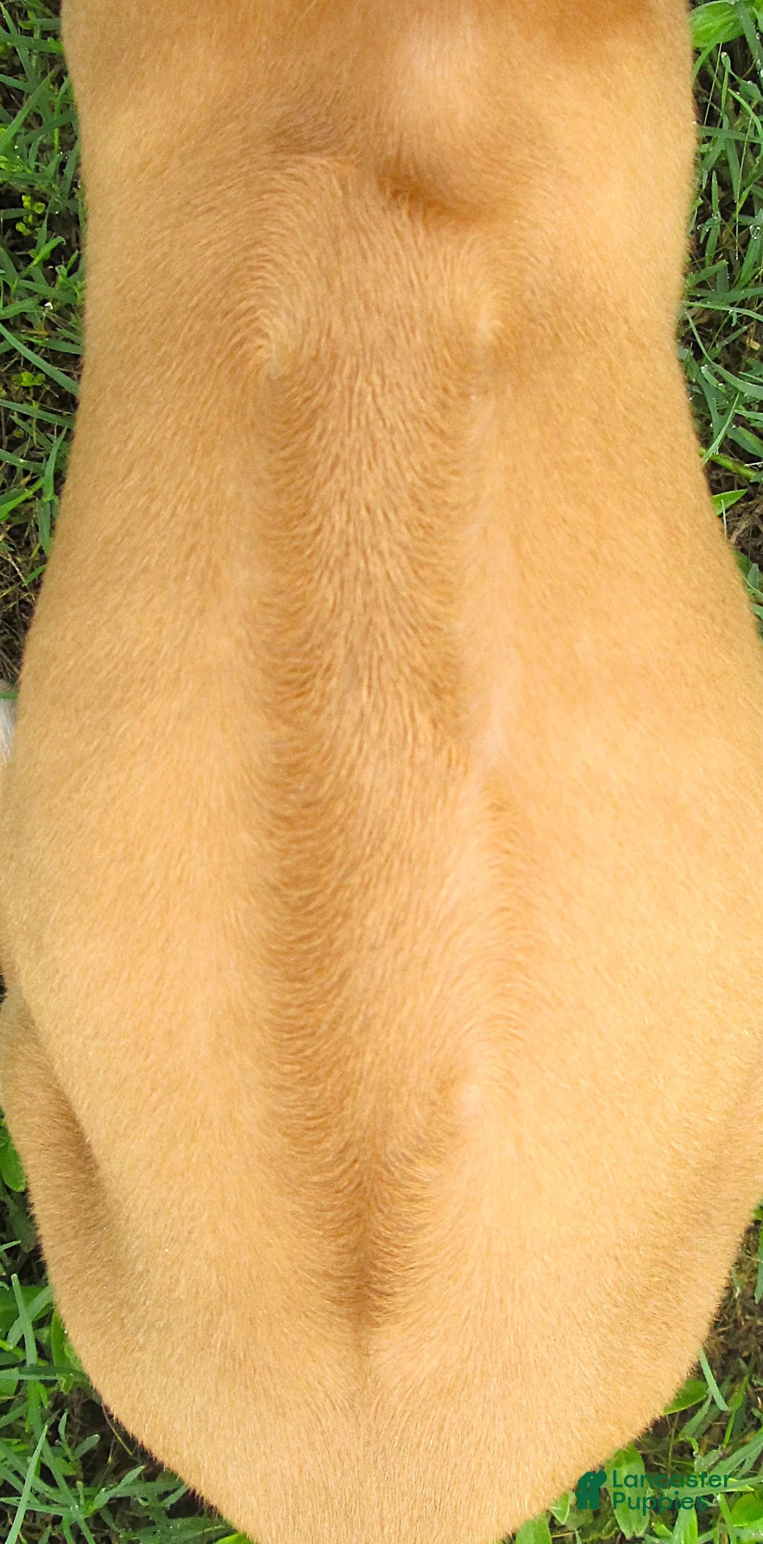 Rhodesian Ridgeback dogs for sale: Rhodesian Ridgeback 3 - Ad 2