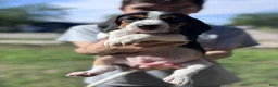 Beagle dogs for sale: Blossom ❤️ - Ad 15