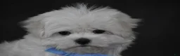 Maltese dogs for sale: Teddy - Ad 4