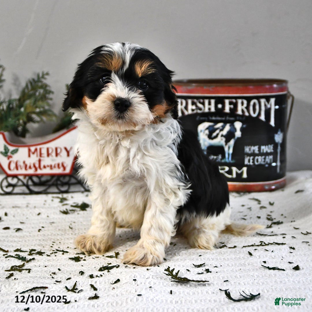 Cavapoo dogs for sale: Bridget - Ad 2