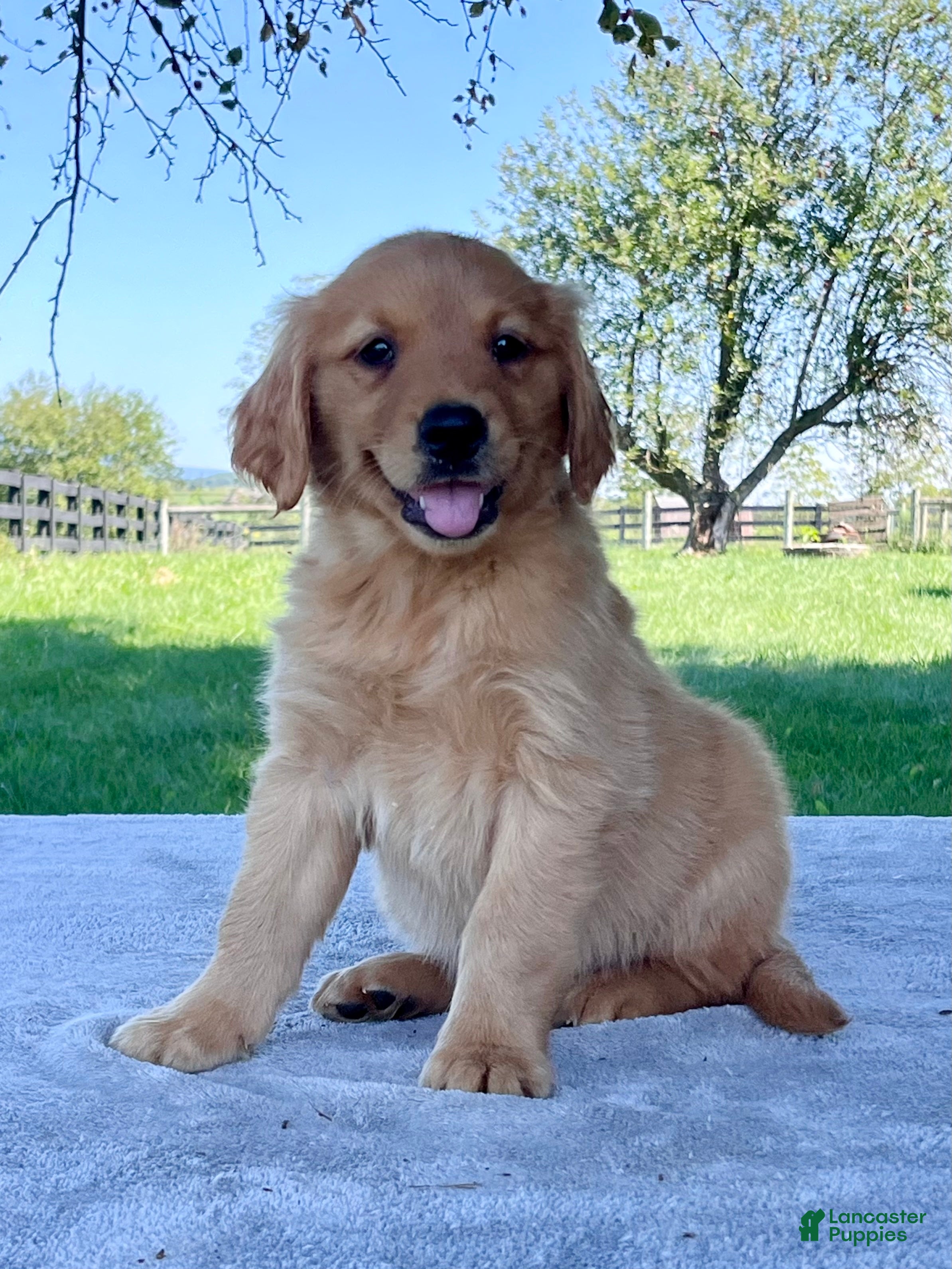 Golden Retriever dogs Izzy - Ad 1