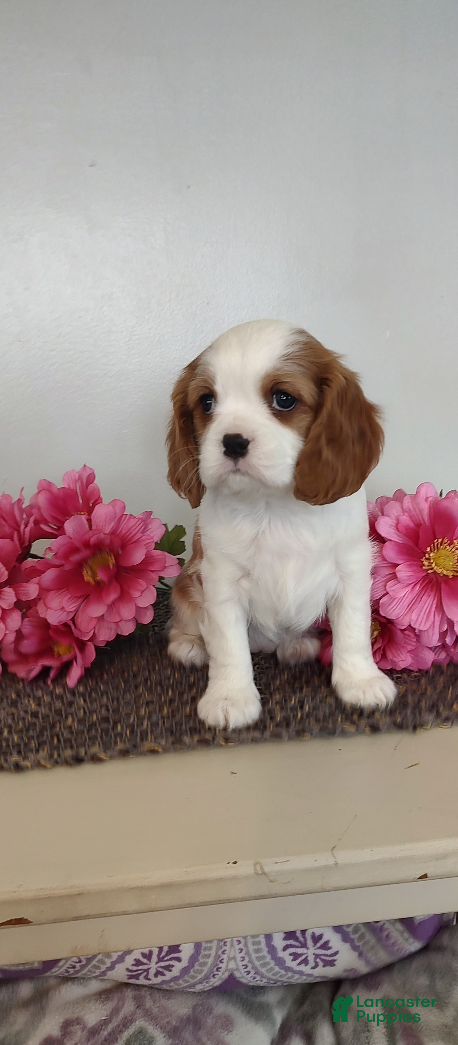 Cavalier King Charles Spaniel dogs Lilly - Ad 2