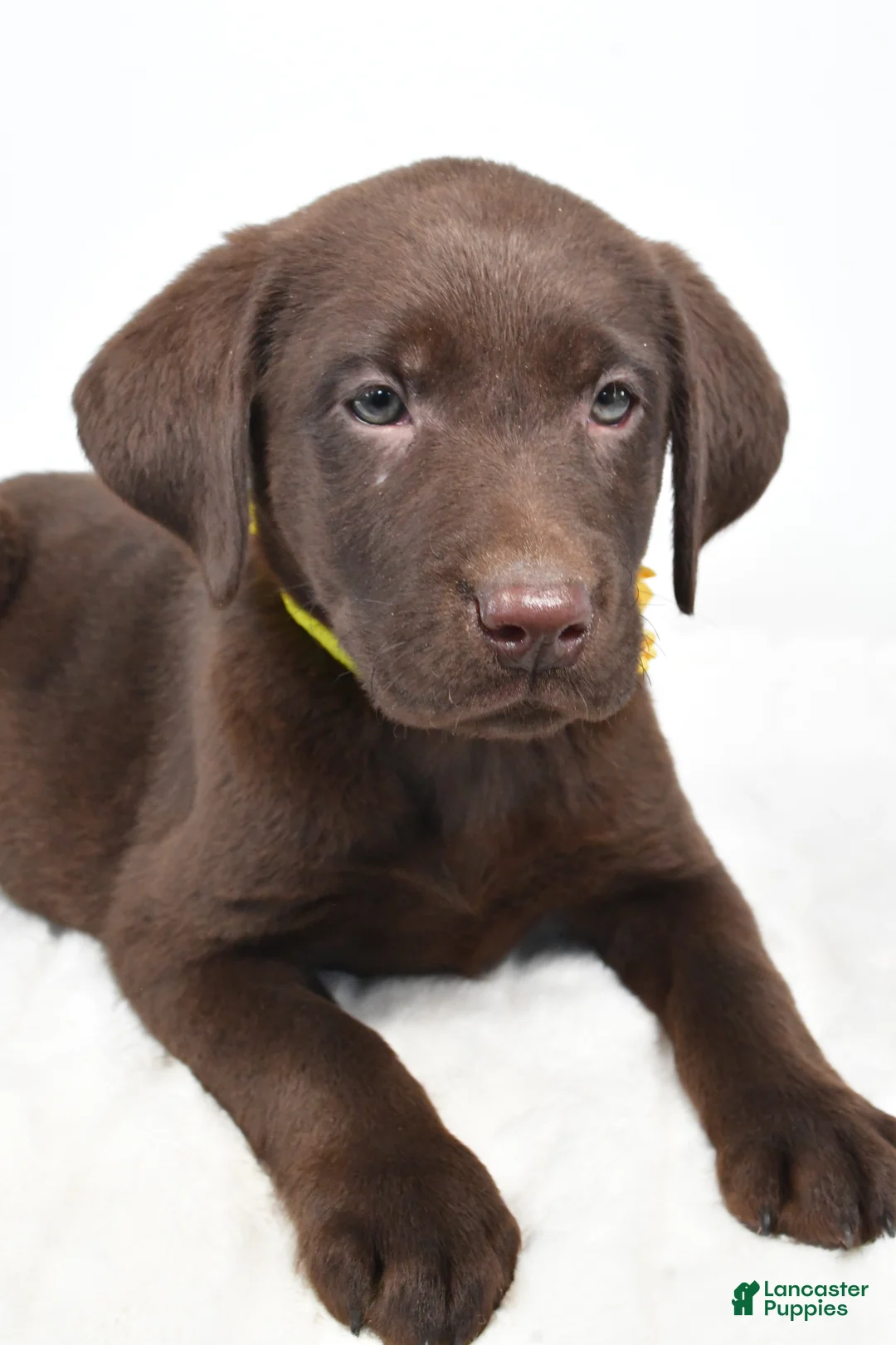 Labrador Retriever dogs for sale: Moxi - Ad 6