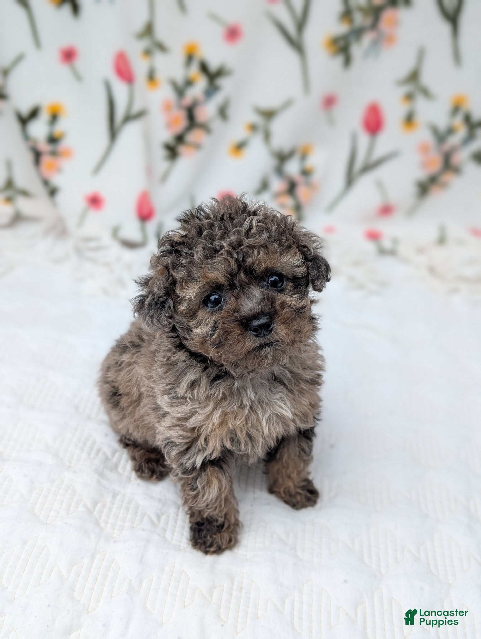 Toy Poodle dogs Galaxy  - Ad 1