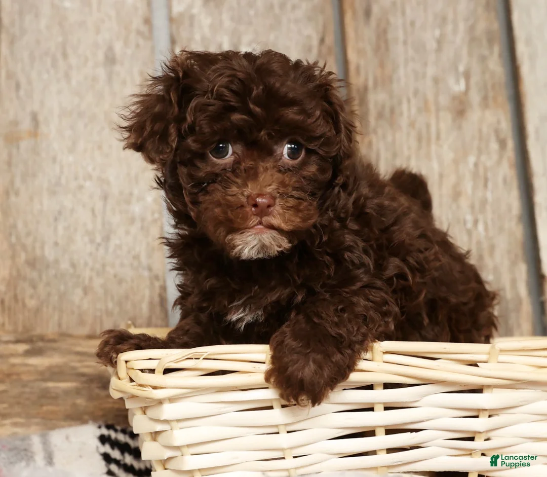 Havapoo dogs for sale: Sasha - Ad 5