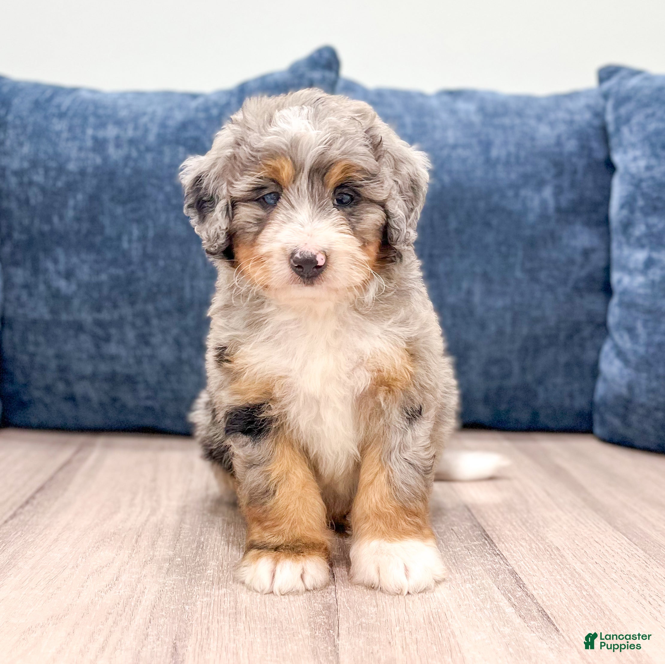 Mini Bernedoodle dogs Oakley - Ad 1
