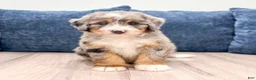 Mini Bernedoodle dogs for sale: Oakley - Ad 1