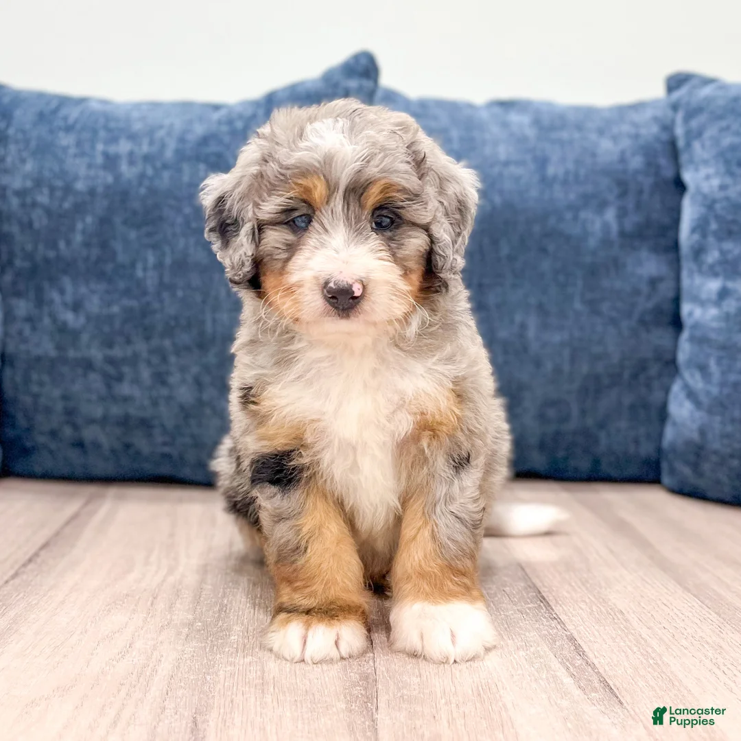 Mini Bernedoodle dogs for sale: Oakley - Ad 1