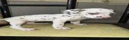Dalmatian dogs for sale: Dalmatian 4 - Ad 4