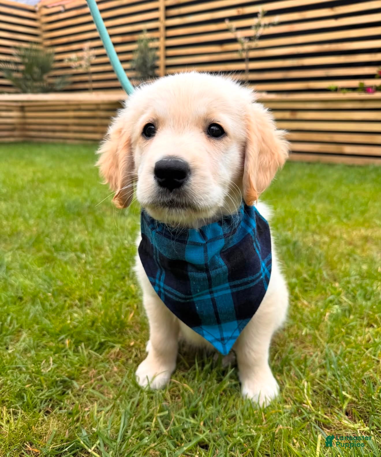 Golden Retriever dogs Golden Retriever Lexxi - Ad 5