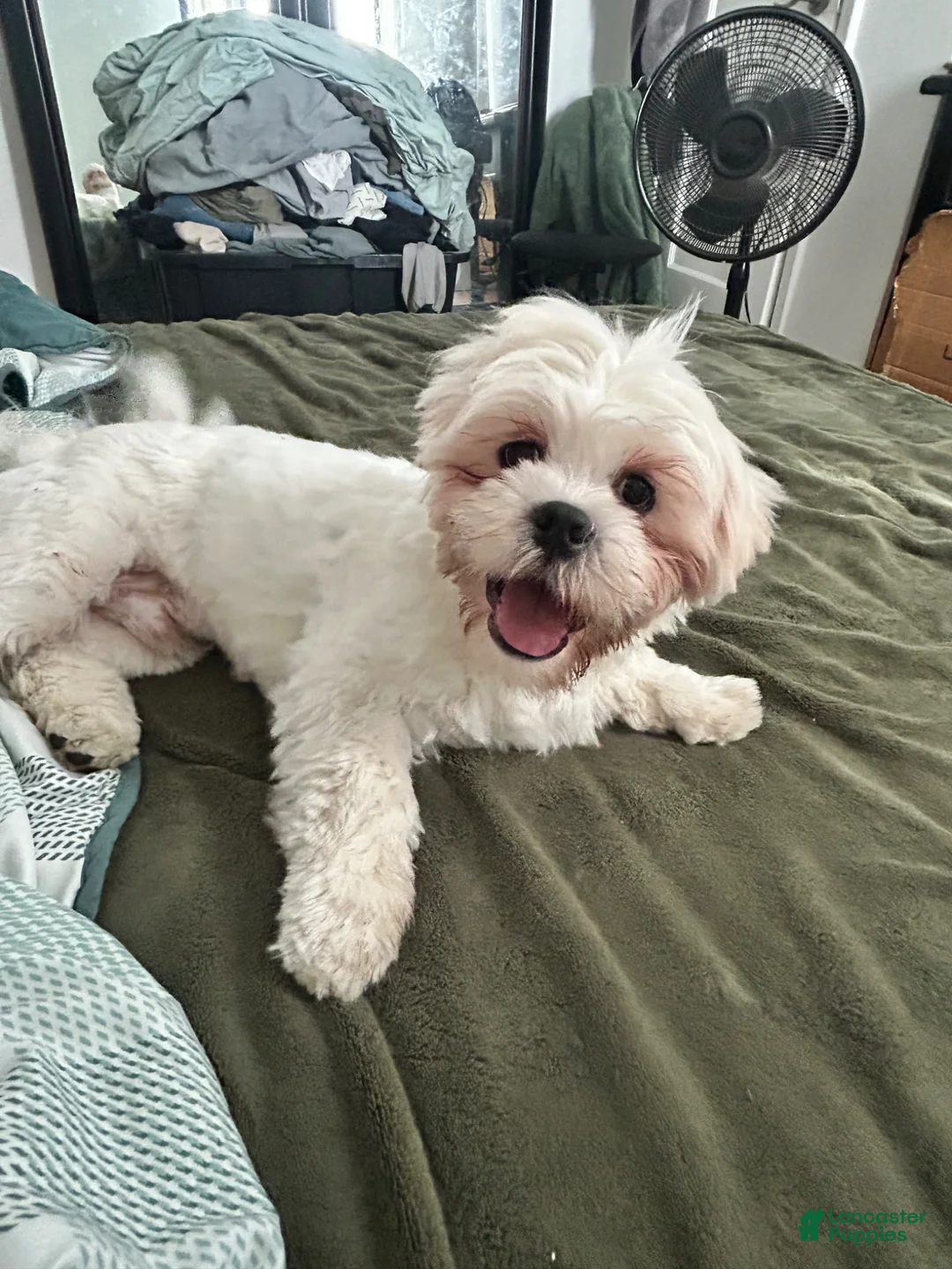 Lhasa Apso dogs for sale: Lhasa Apso Puppy 1 - Ad 2