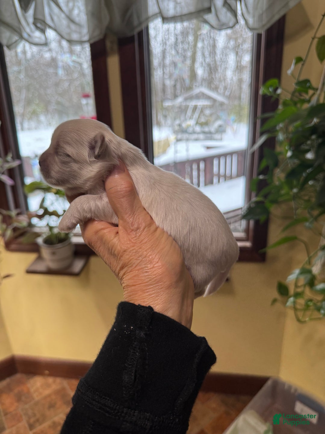 Shih Tzu dogs for sale: Mack - Ad 1