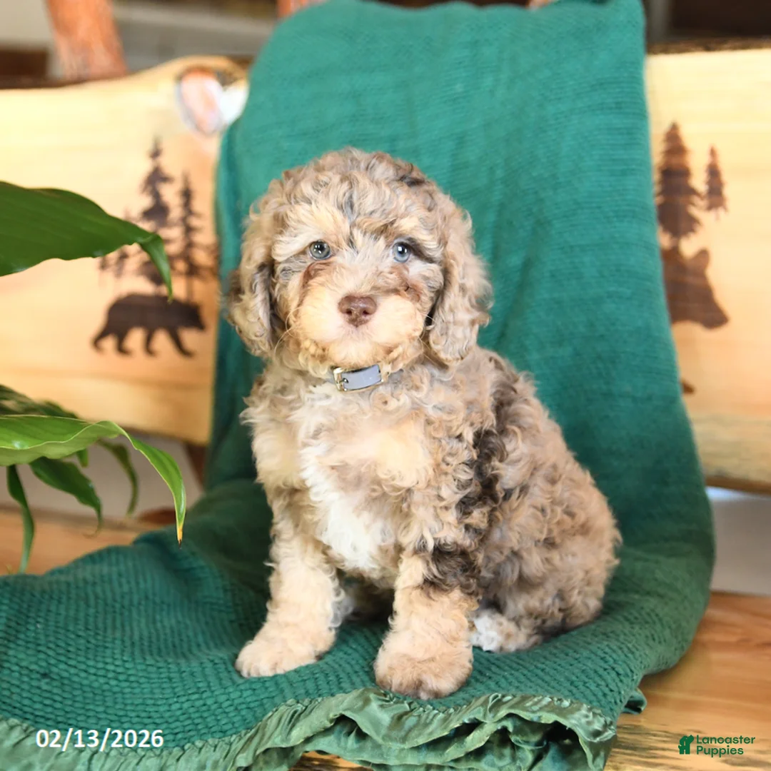 Cockapoo dogs for sale: Max - Ad 1