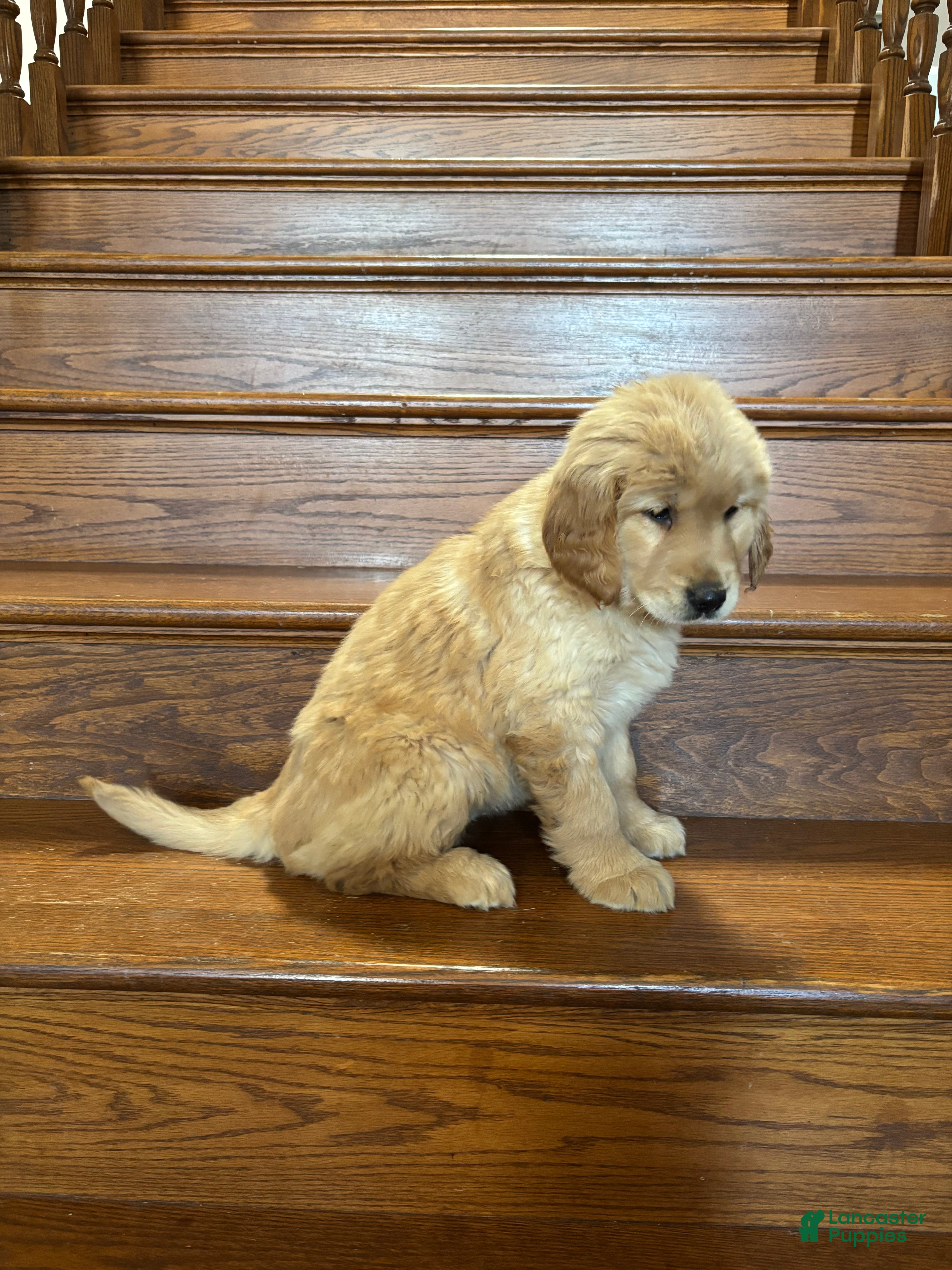 Golden Retriever dogs Red - Ad 1