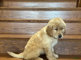 Golden Retriever dogs Red - Ad 1