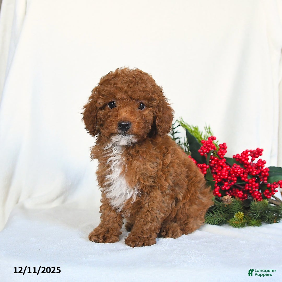 Toy Poodle dogs for sale: Vega - Ad 4