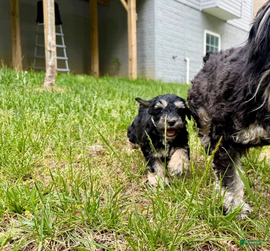 Miniature Schnauzer dogs for sale: double chocolate chip - Ad 1