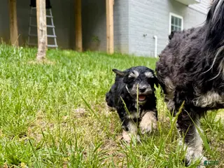 Miniature Schnauzer dogs for sale: double chocolate chip - Ad 1