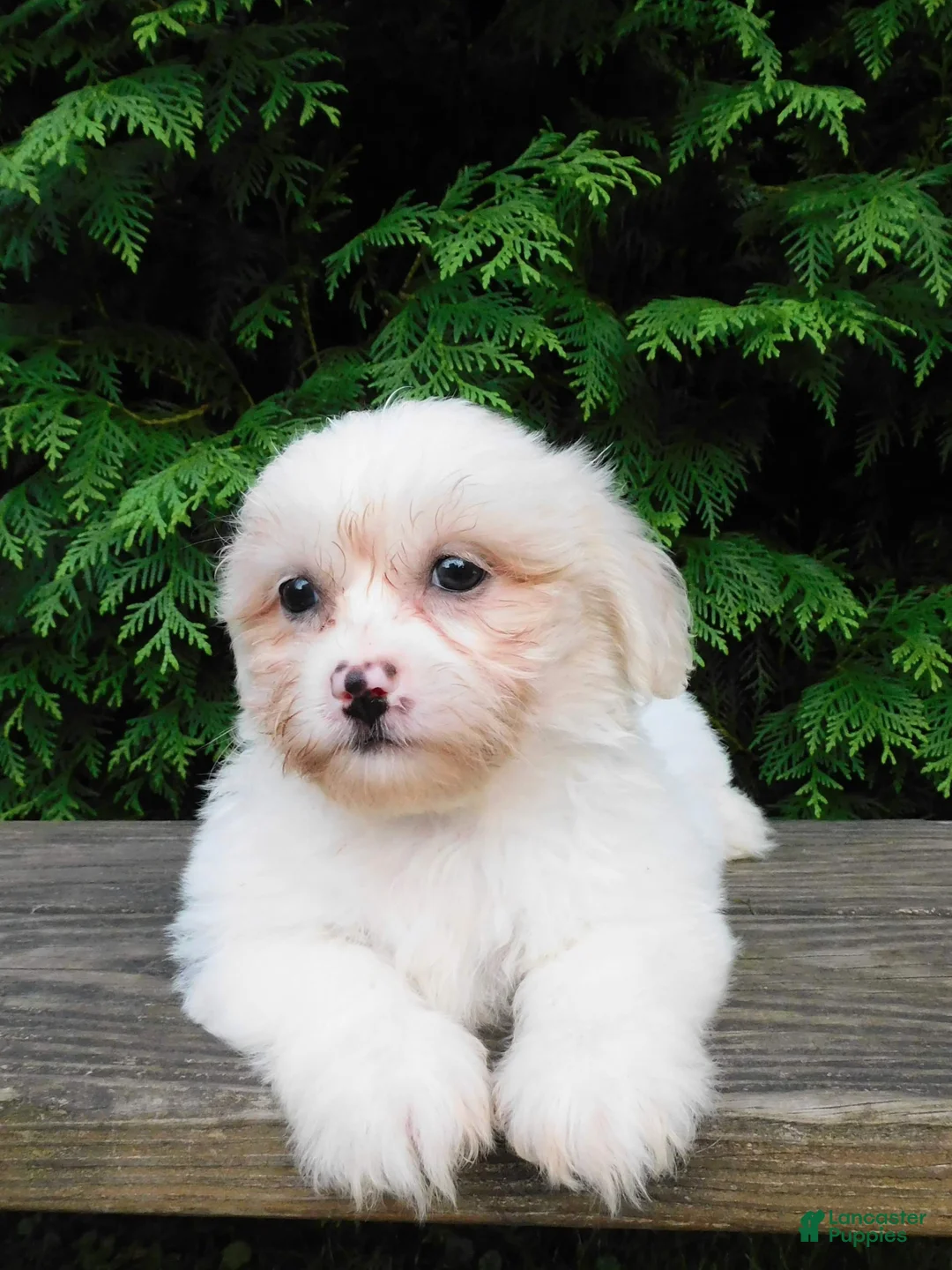 Teddy Bear dogs for sale: Finley  - Ad 6